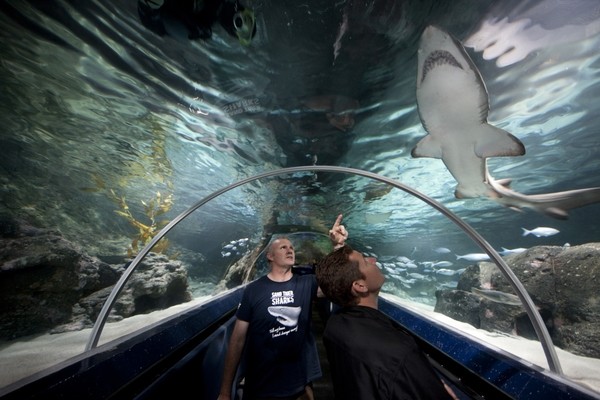 Sand Tiger in the shark tunnel